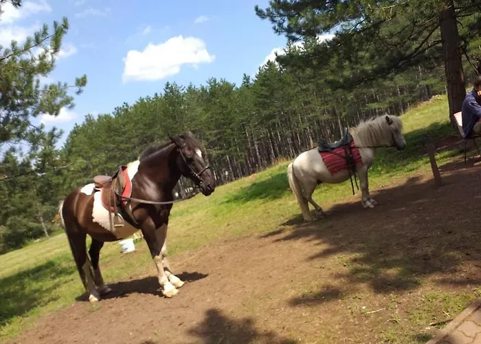 Апартаменты Adam-zlatiborska I Златибор